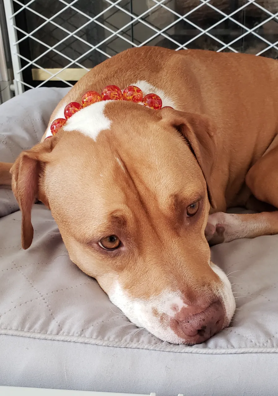 Amber Empress Resin Bead Collar
