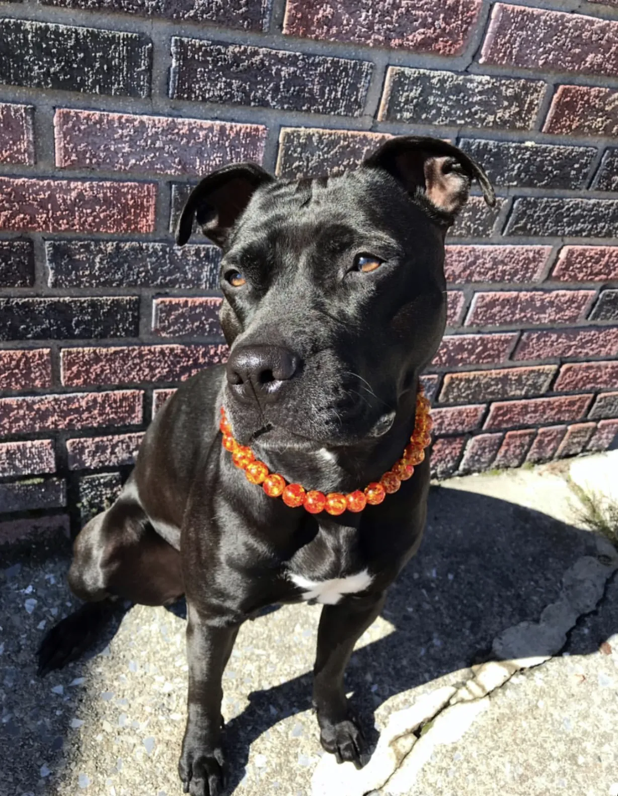 Amber Empress Resin Bead Collar