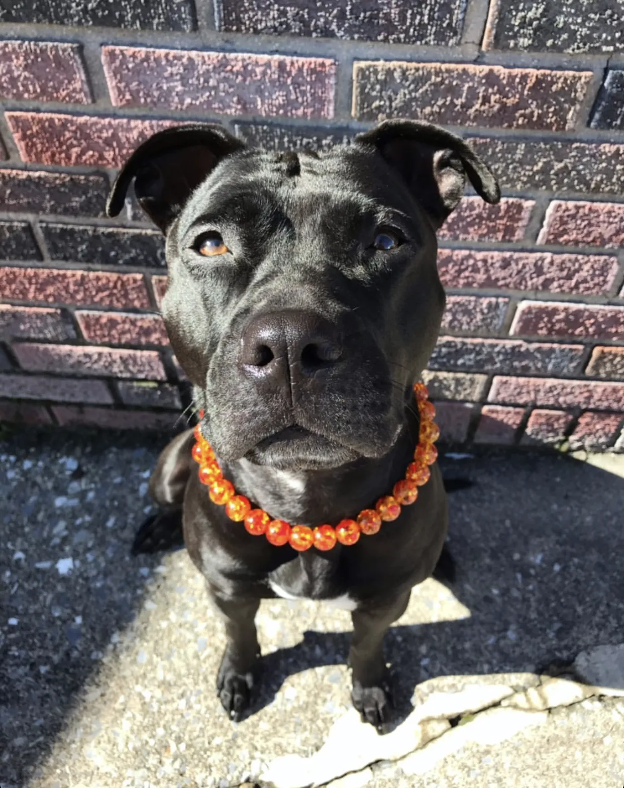 Amber Empress Resin Bead Collar