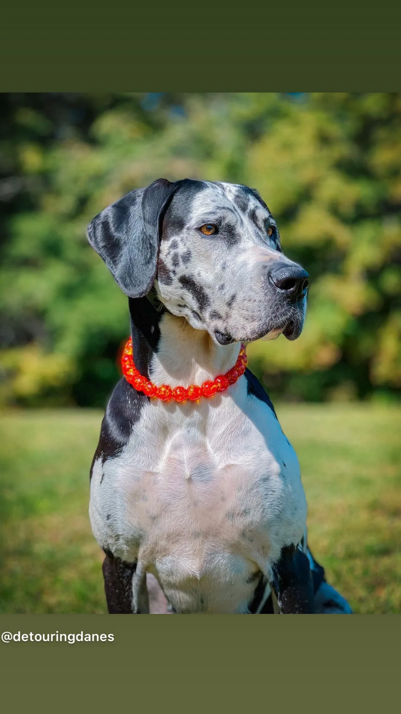 Amber Empress Resin Bead Collar
