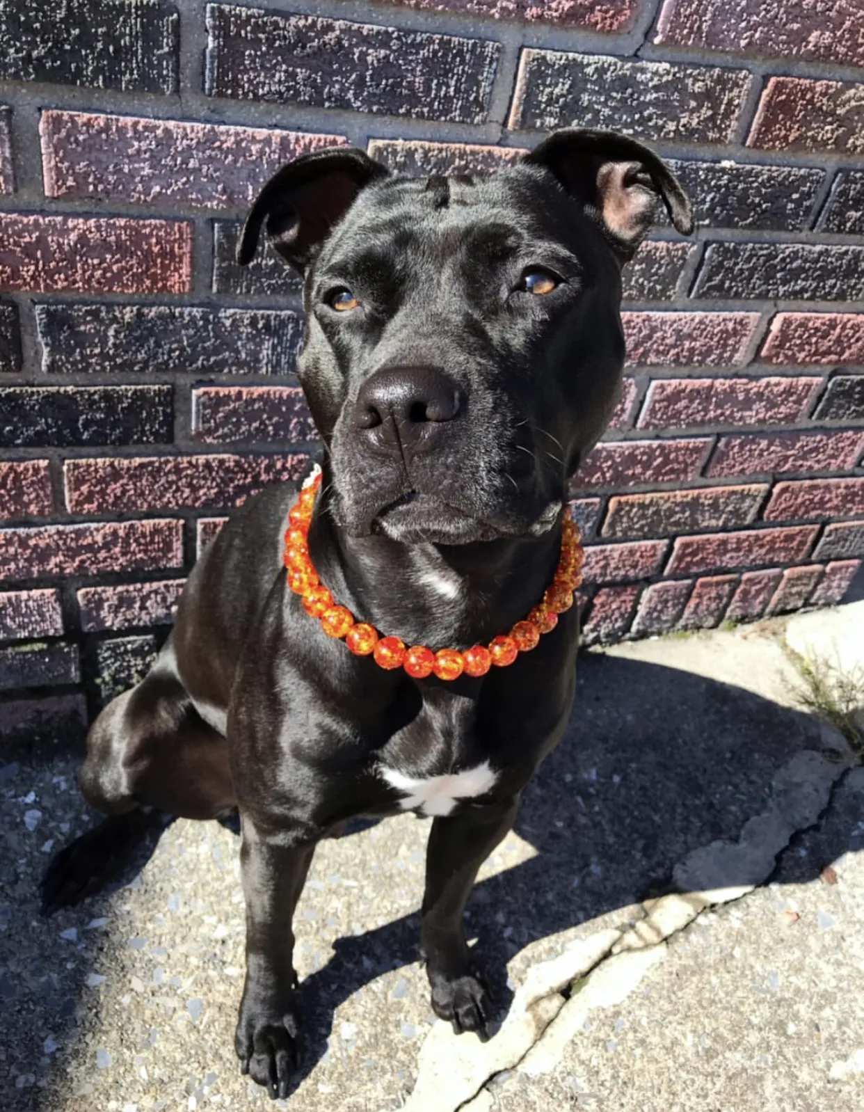 Amber Empress Resin Bead Collar