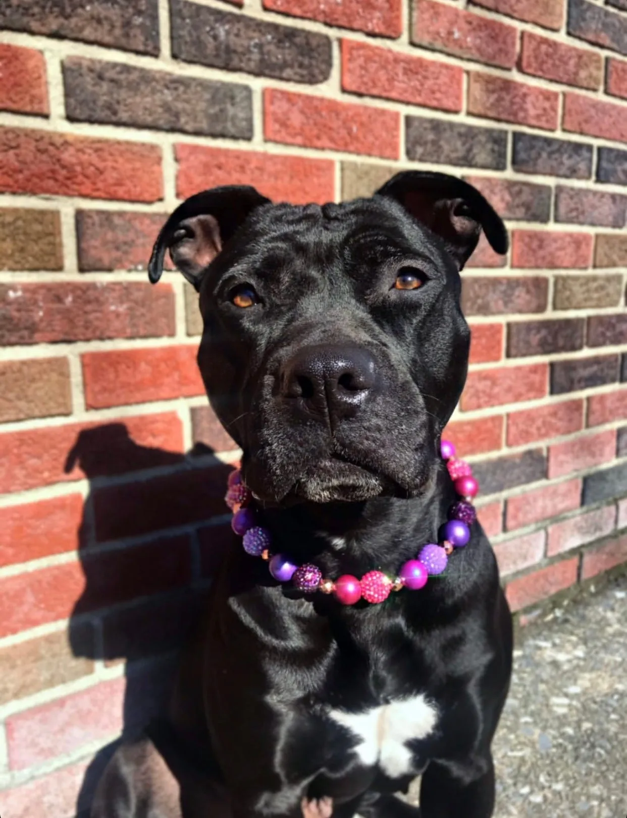 Berry Deluxe Glam ✨  Bead Collar