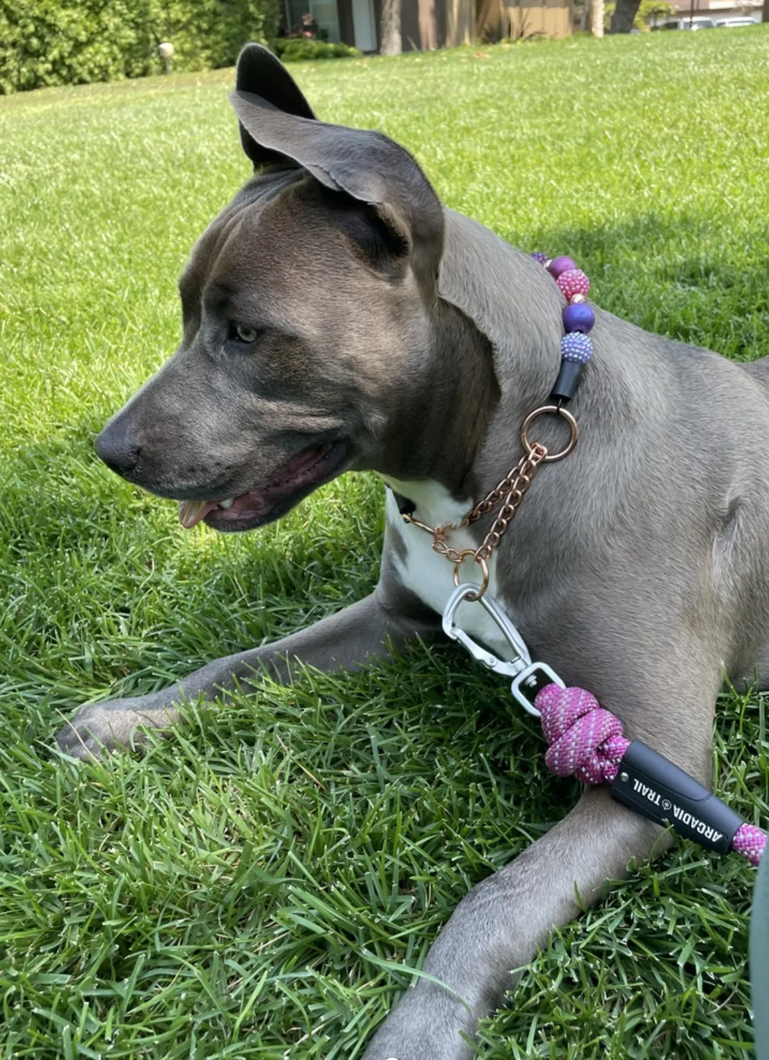 Berry Deluxe Glam ✨  Bead Collar