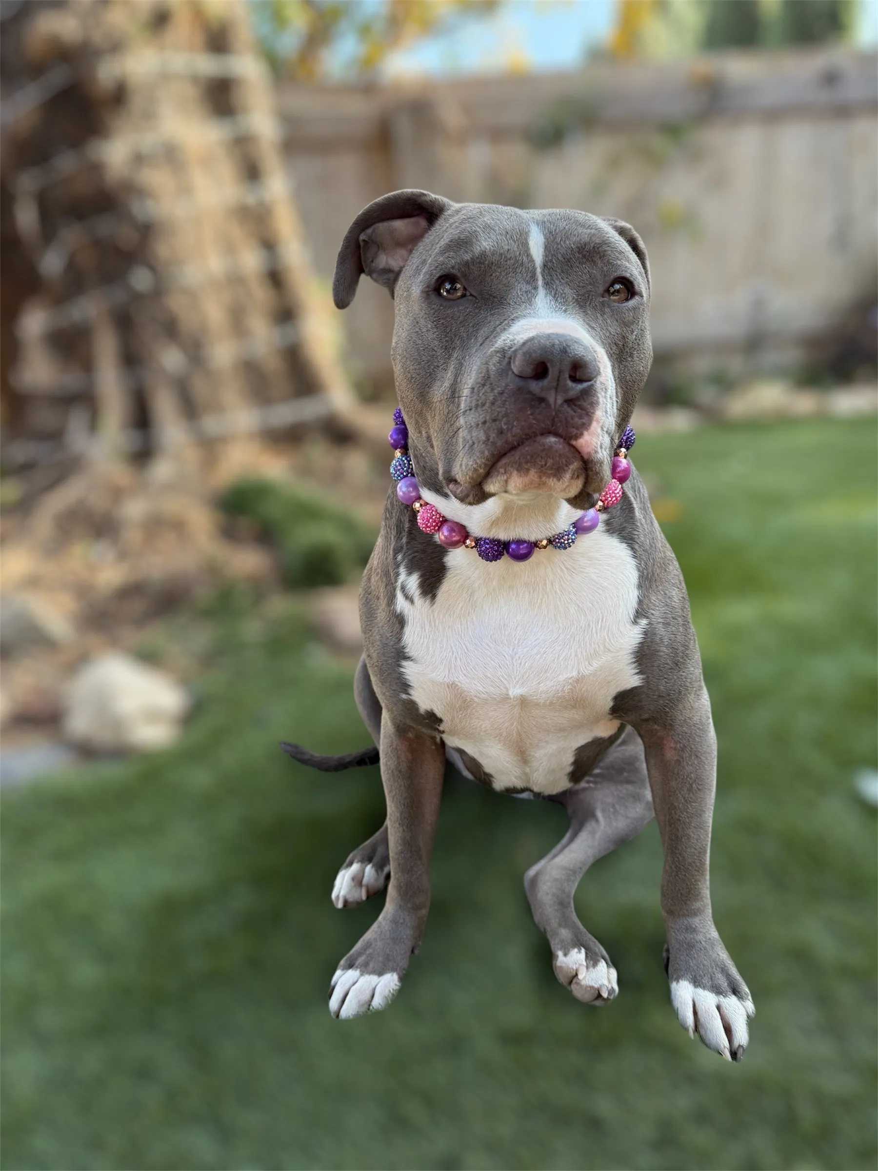 Berry Deluxe Glam ✨  Bead Collar