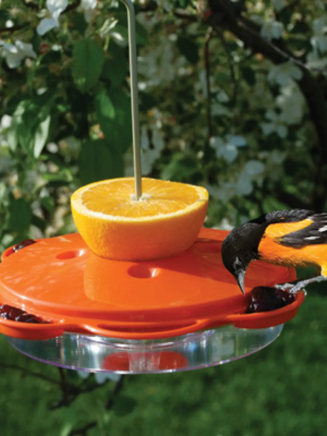 Classic Oriole Feeder - 12 oz