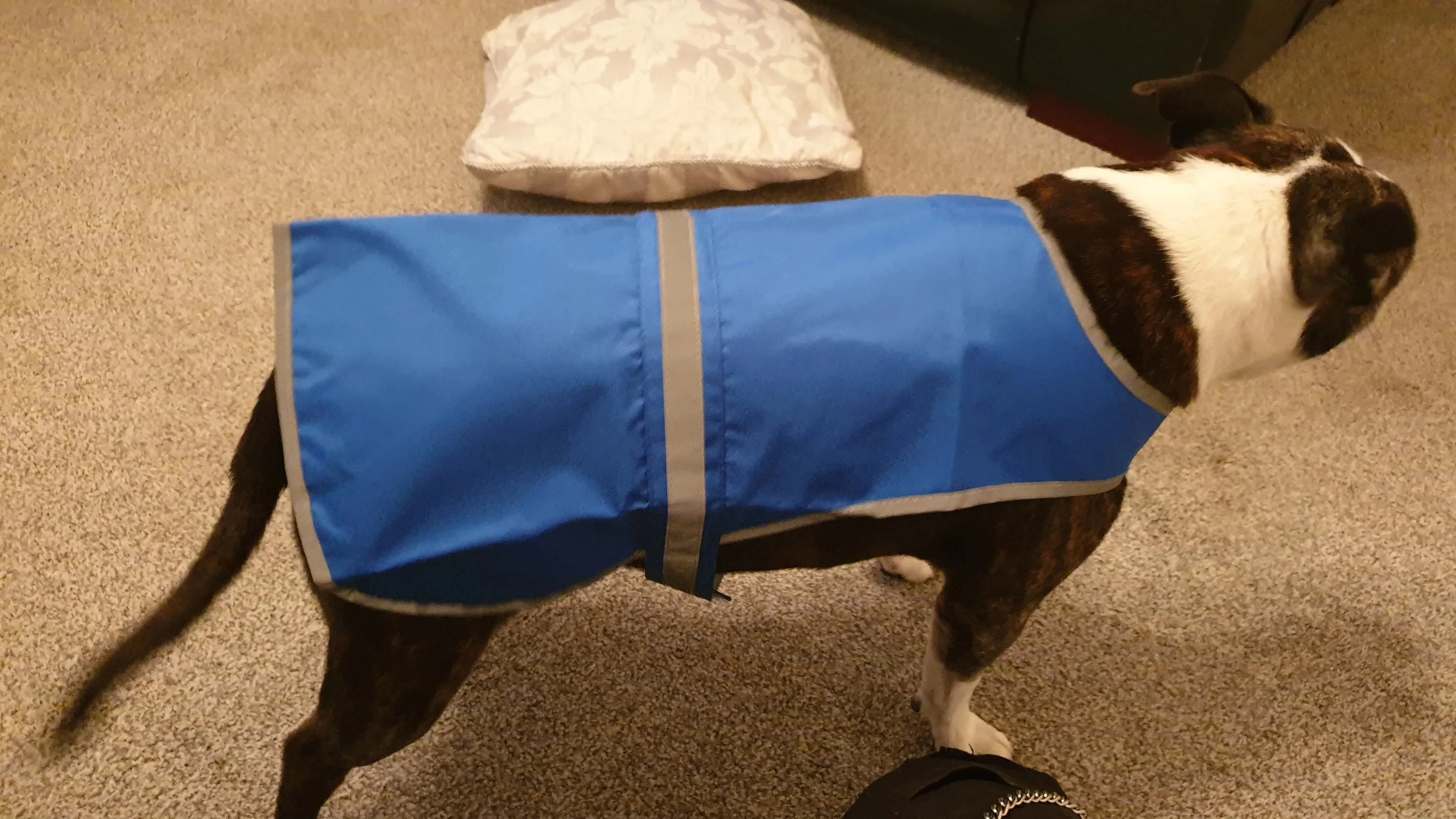 Customised Dog Jackets
