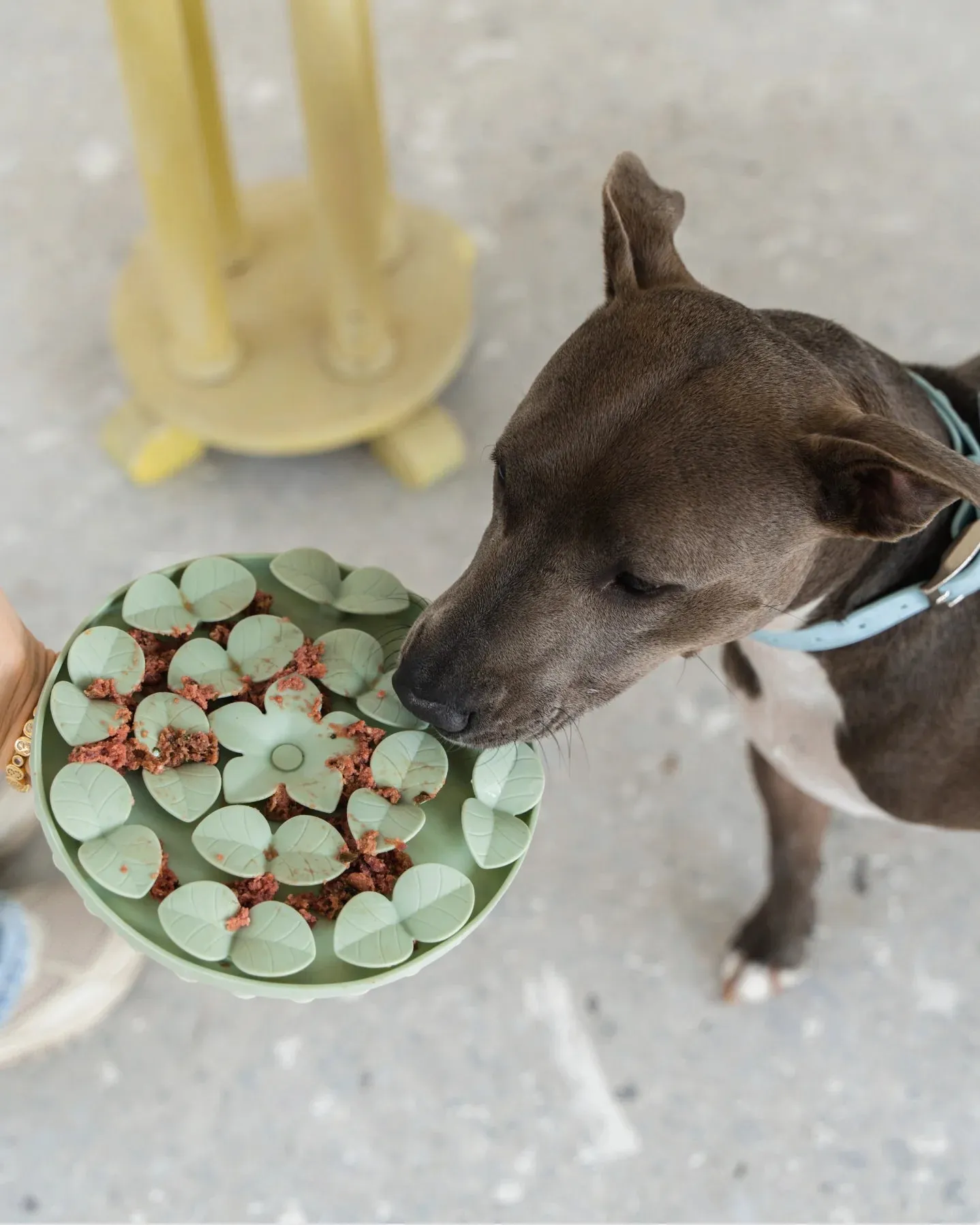Dexypaws Circle Hide and Seek Silicone Snuffle Mat, Army Green Cat or Dog