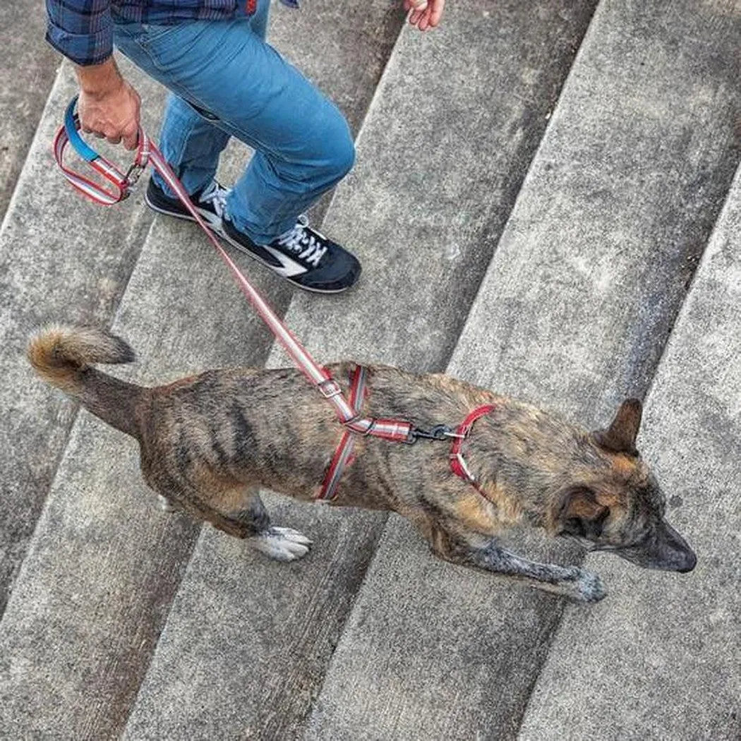Kurgo Walk About No Pull Leash