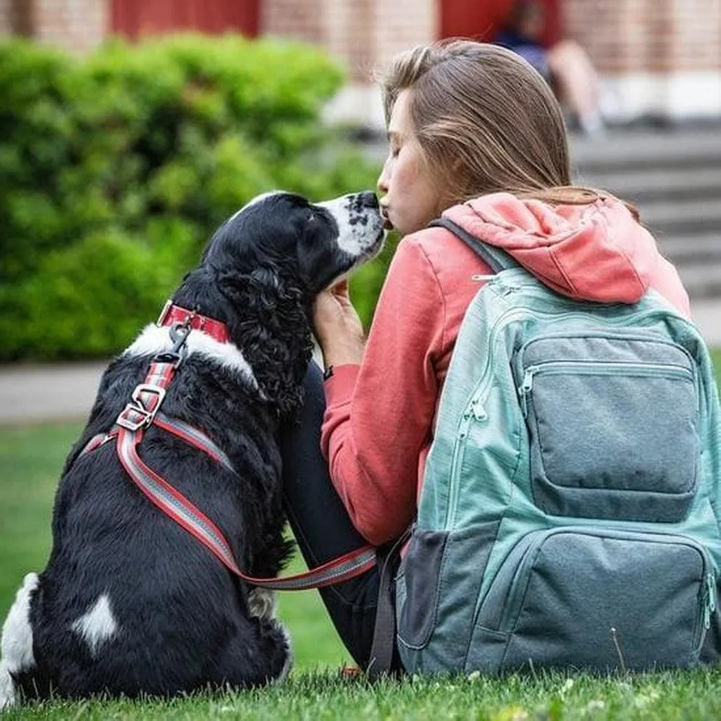 Kurgo Walk About No Pull Leash