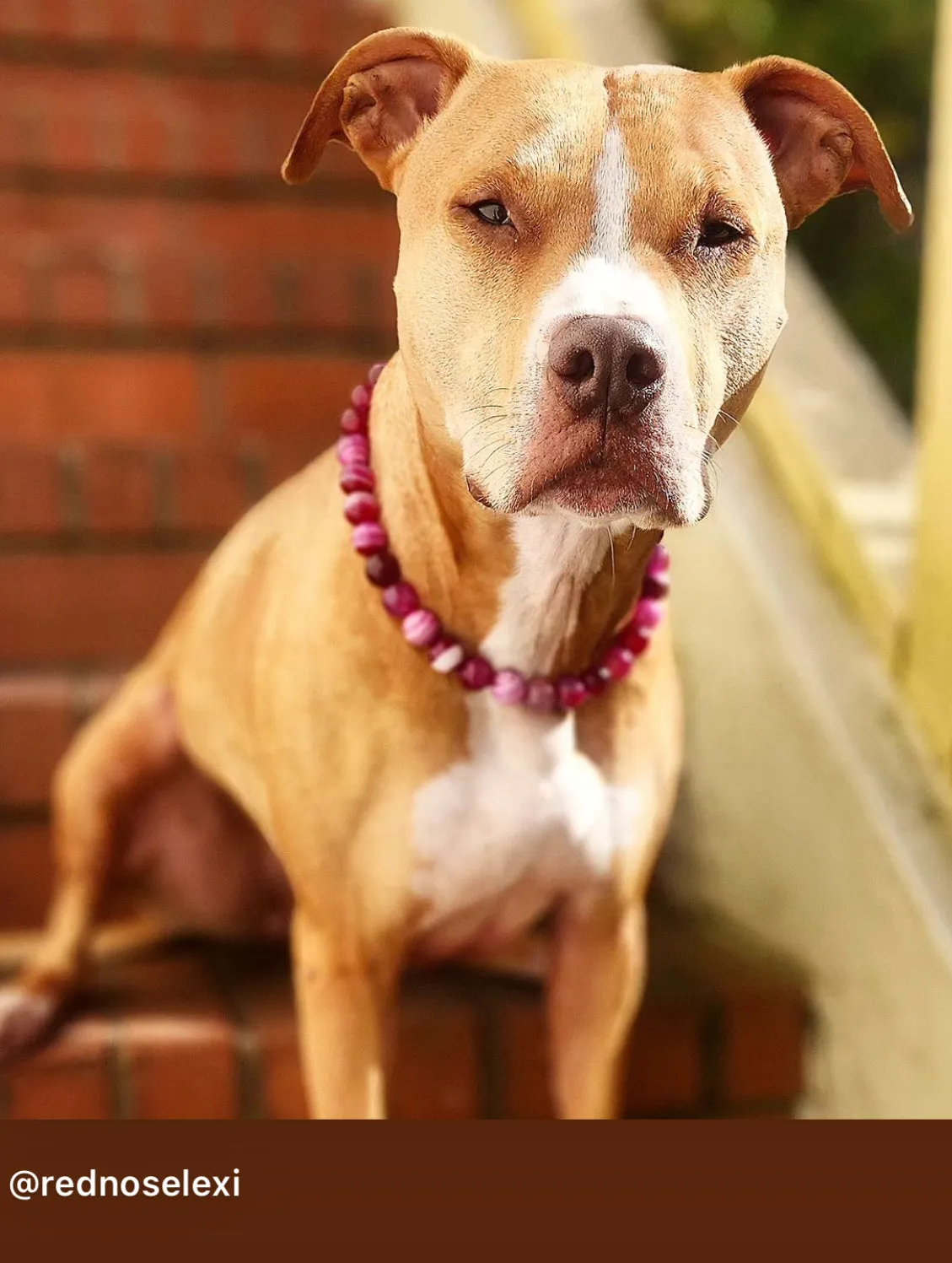 Magenta Agate Semi-precious Gem Bead Collar