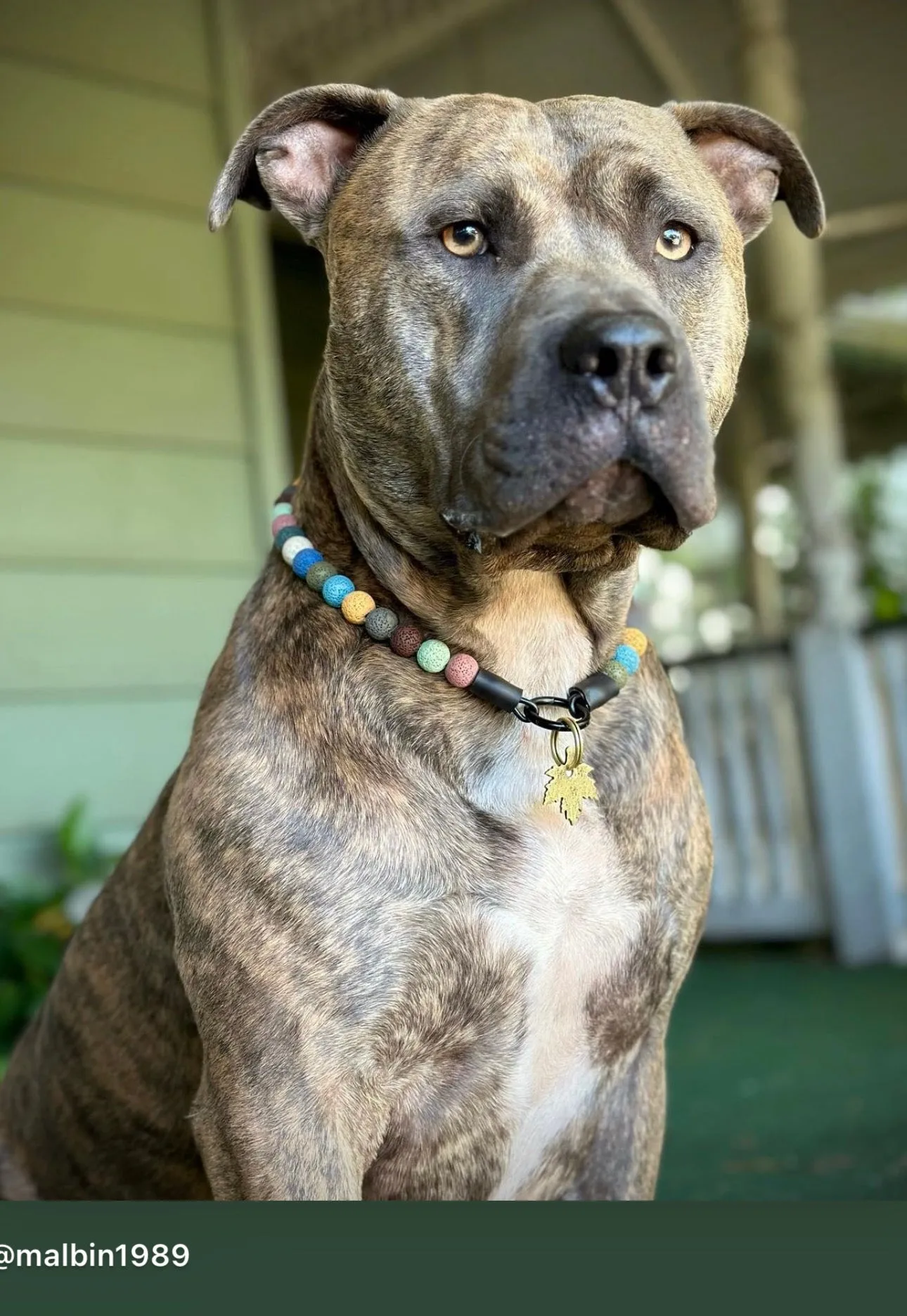 MINI Lava Rock Bead Collar