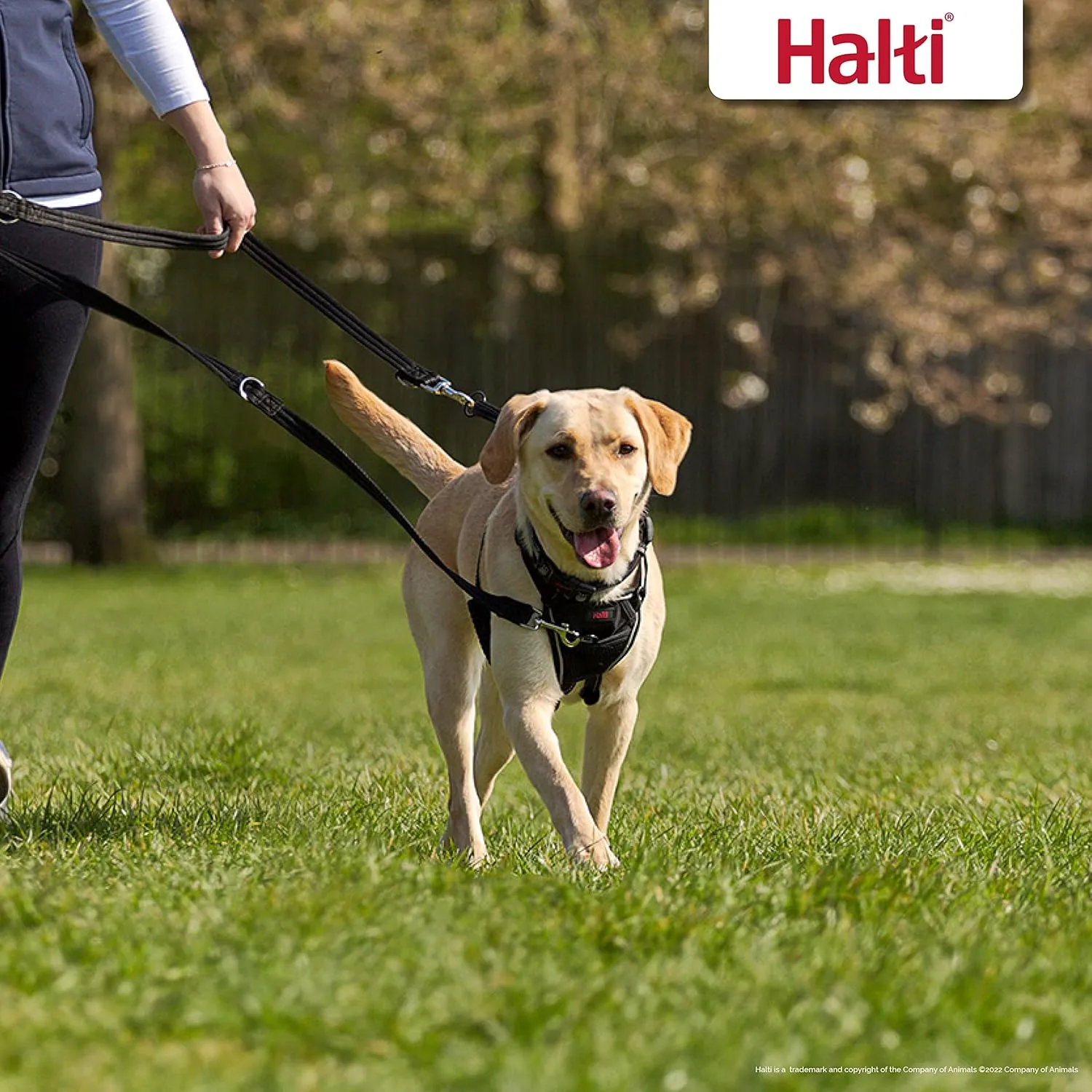 The Company Of Animals Halti Training Lead 6ft 7in Large Black